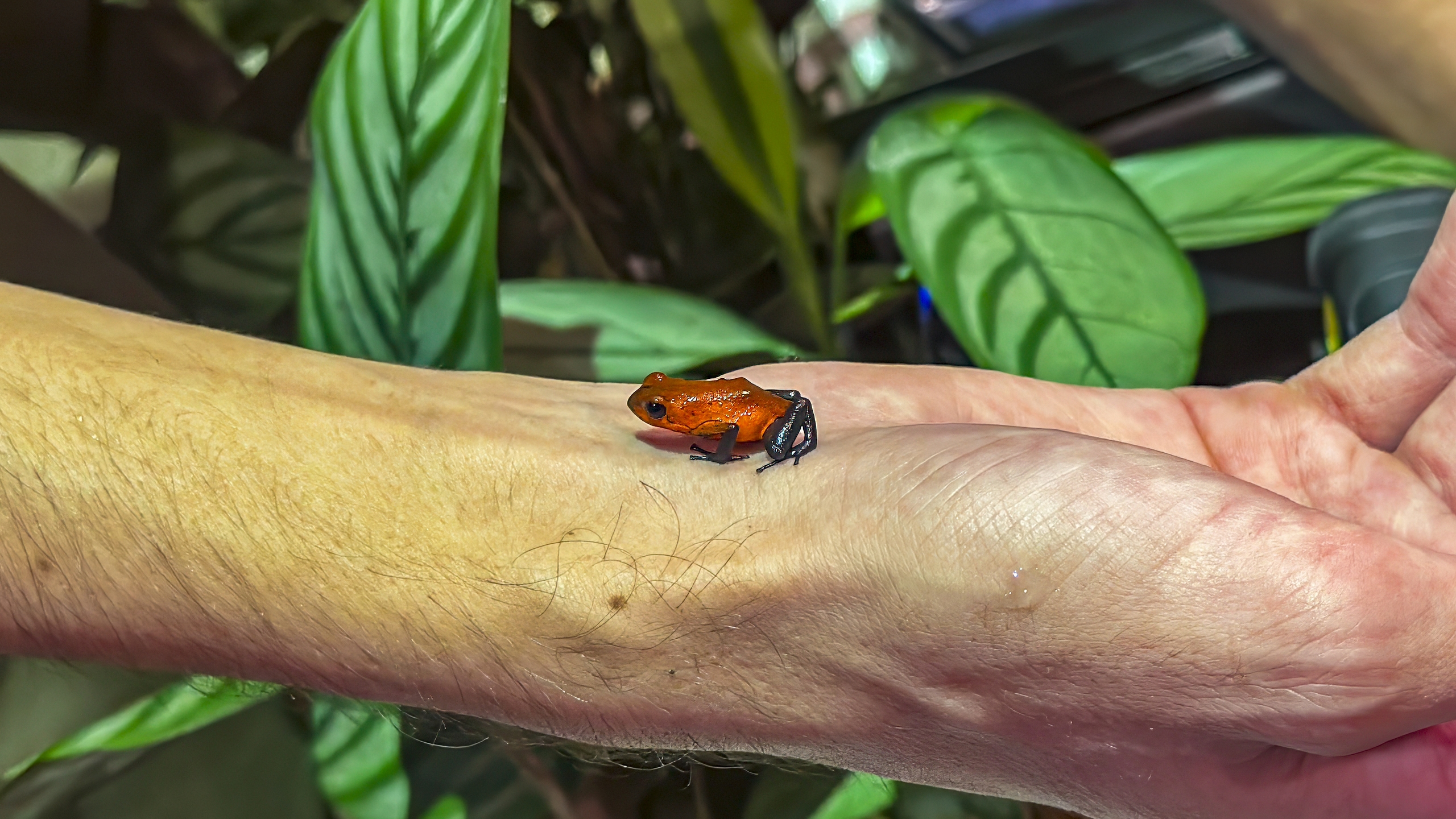 Erdbeerfröschchen - Oophaga pumilio - Red-and-blue Poison Frog, Flaming Poison Frog -  Rana roja, Rana venenosa